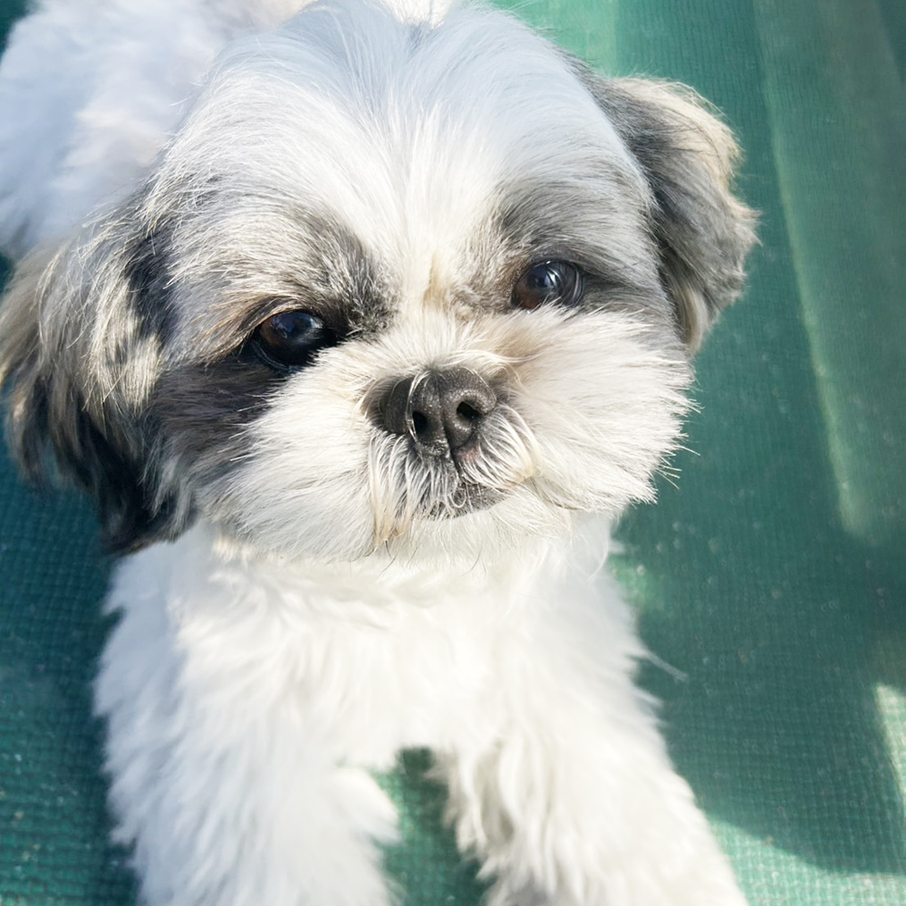 生徒が撮影したモデル犬の写真♪